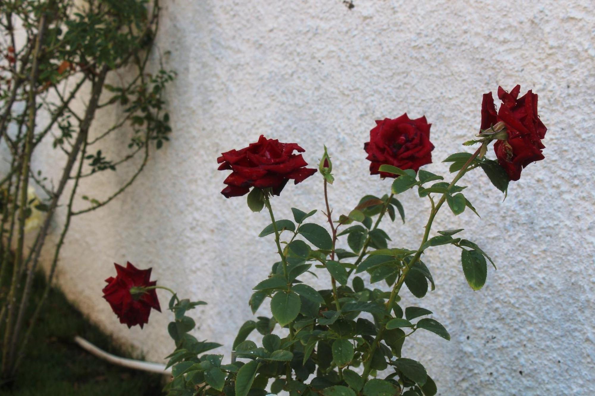 Los Flamingos Bed & Breakfast La Maddalena  Bagian luar foto